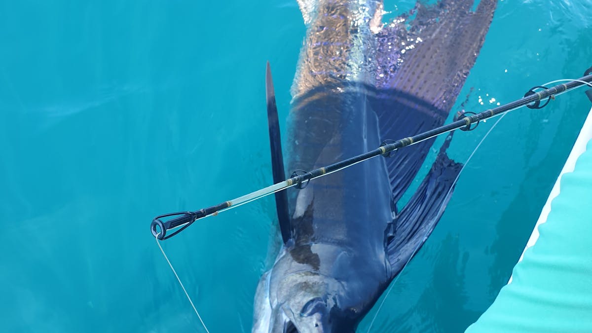 Sailfish caught around Magnetic Island