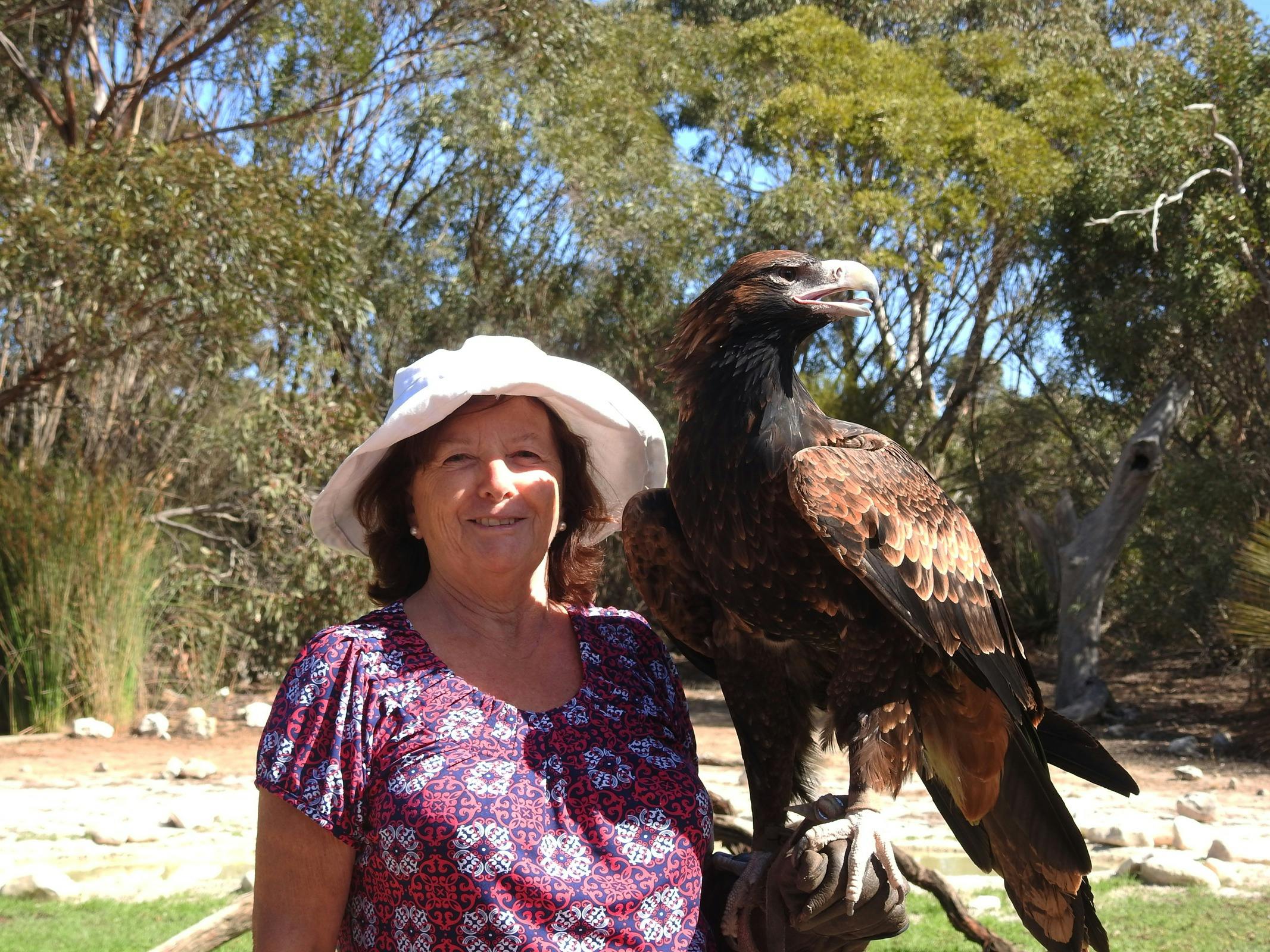 Watch the Bird Show at Raptor Domain with the rescue birds.