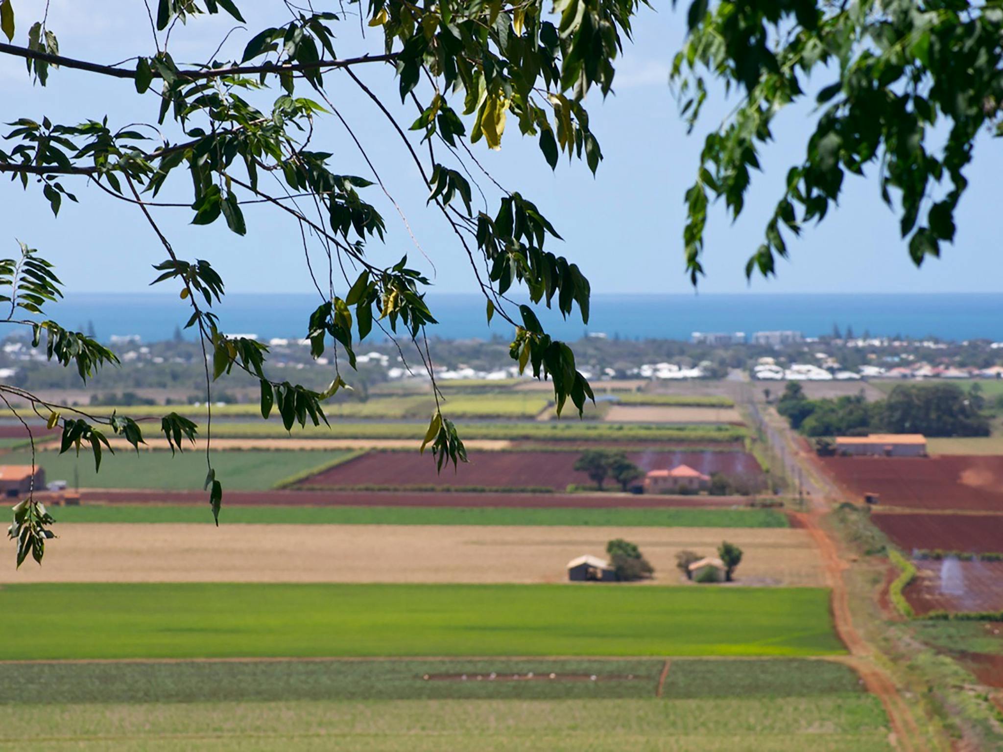 Hummock Lookout