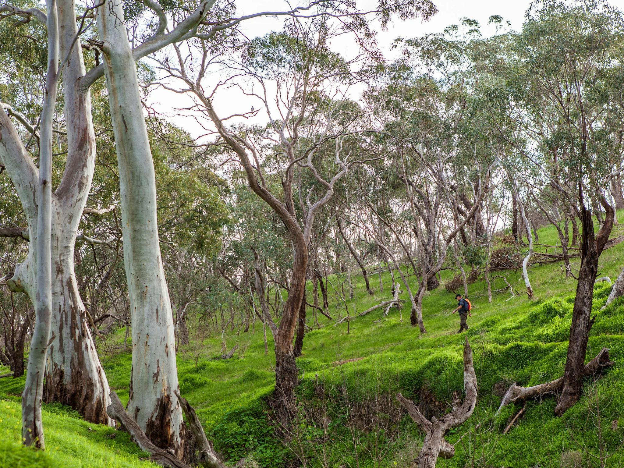 shepherds hill