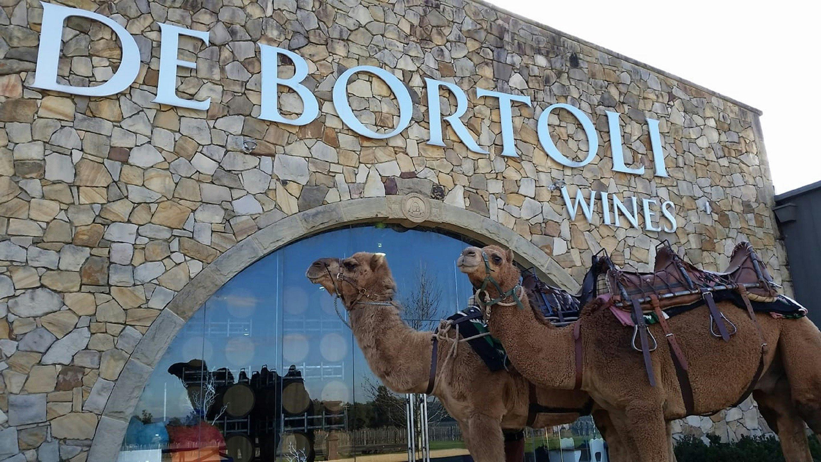 Camel rides every Saturday