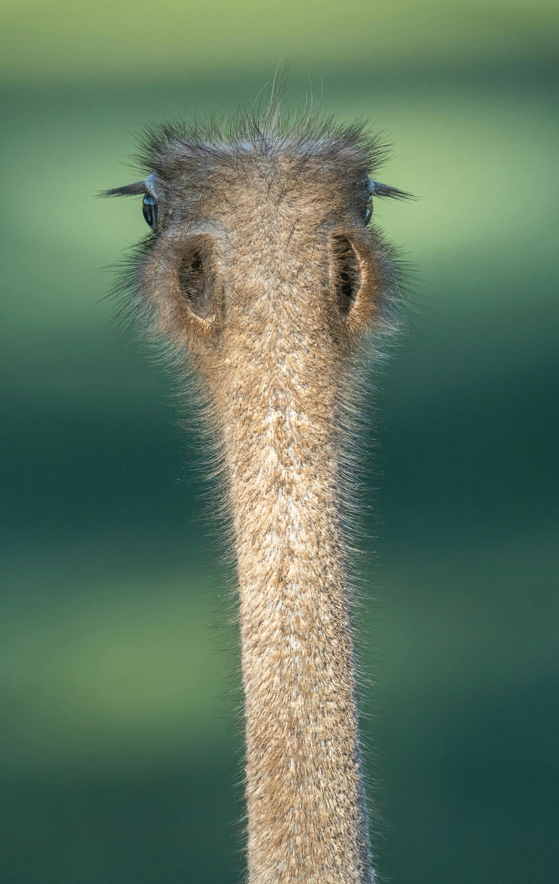 Ostrich Ears