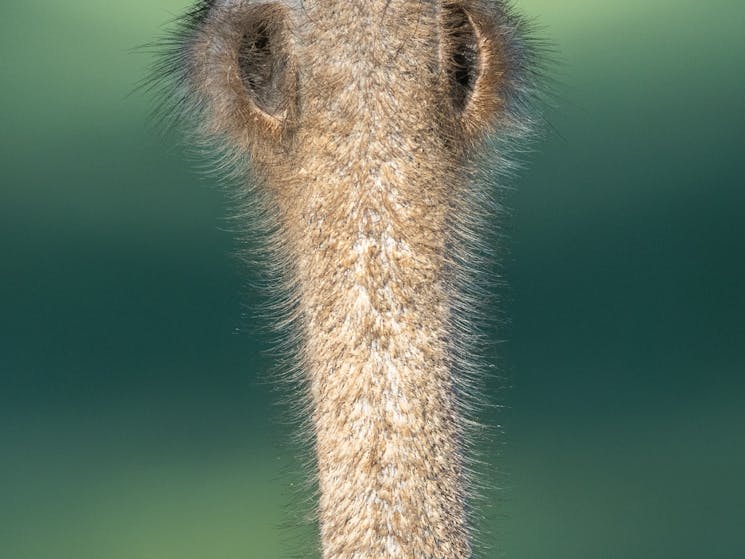 Ostrich Ears