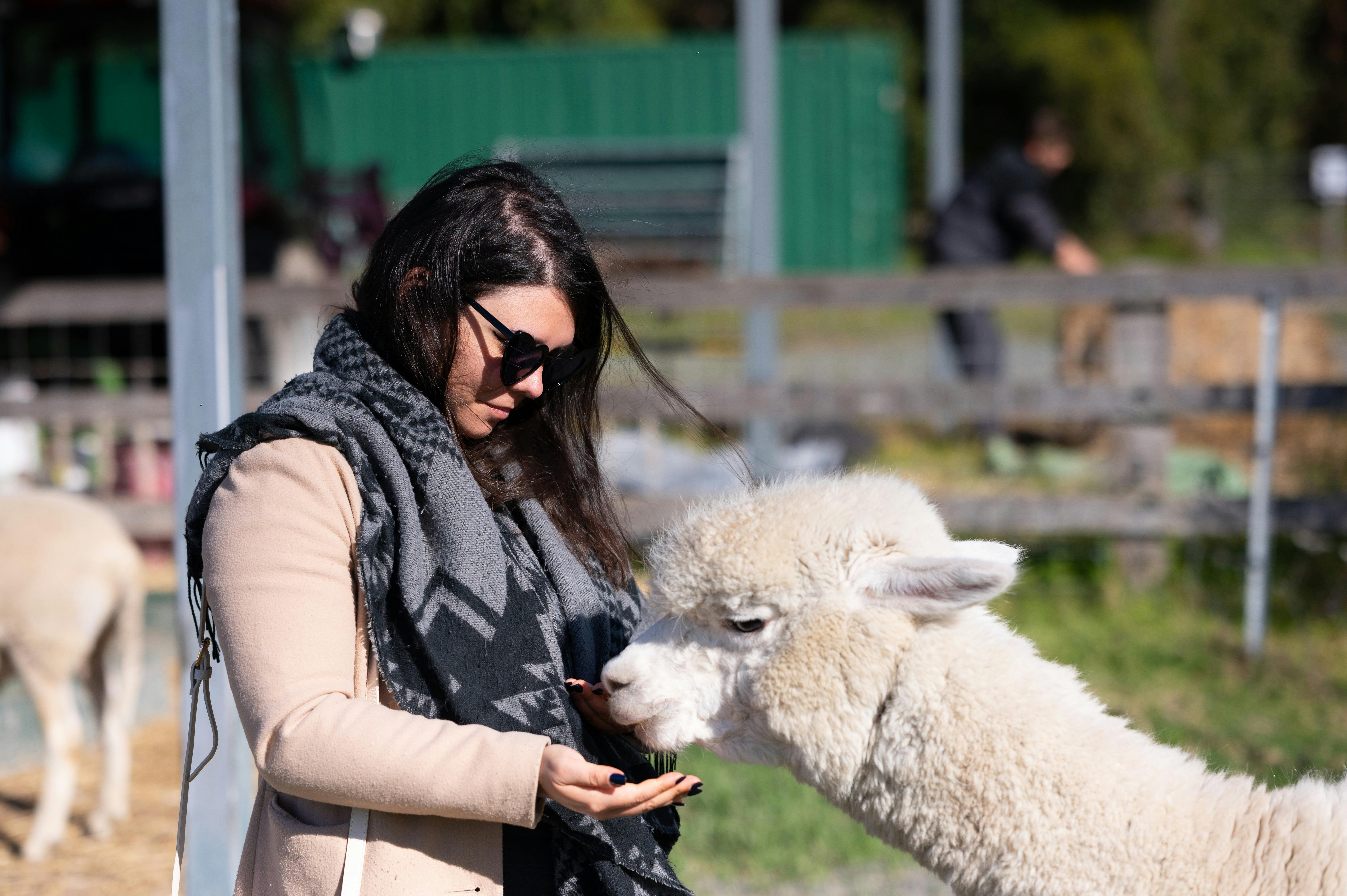 Alpaca tours