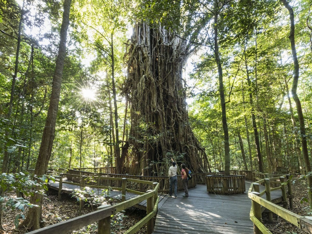 Two people standing on a boardwalk looking up at a large fig tree.