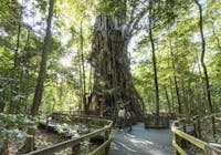 Two people standing on a boardwalk looking up at a large fig tree.