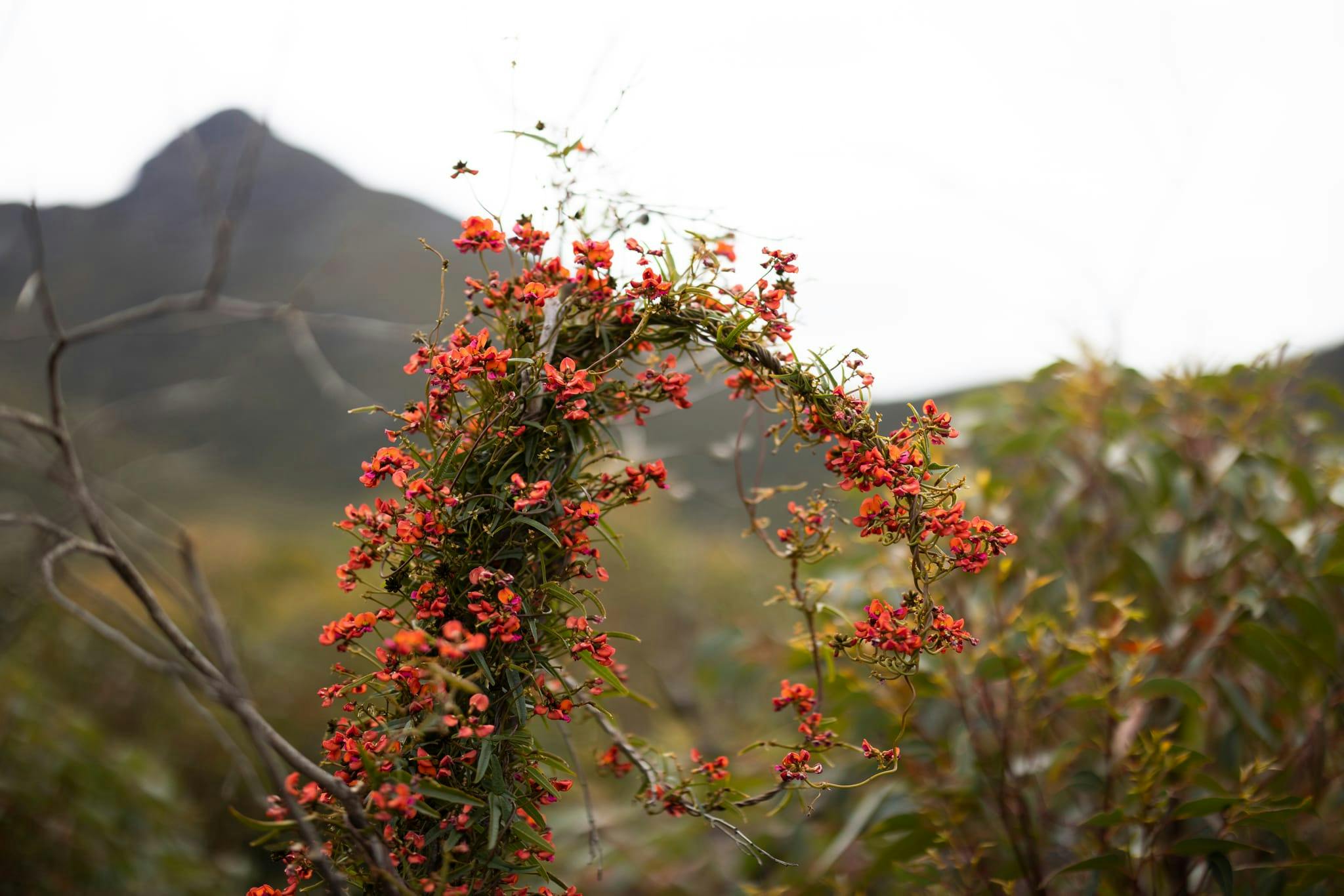 Wildflowers in the Stirling Ranges