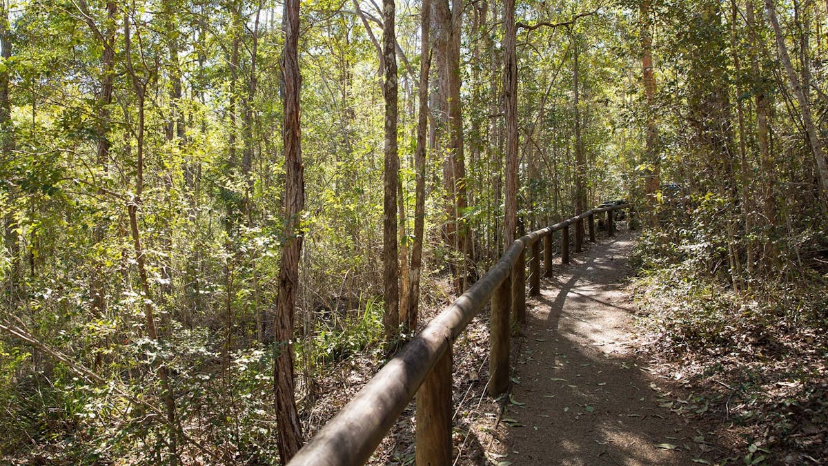 A walking track in Mount Mee Forest Reserve