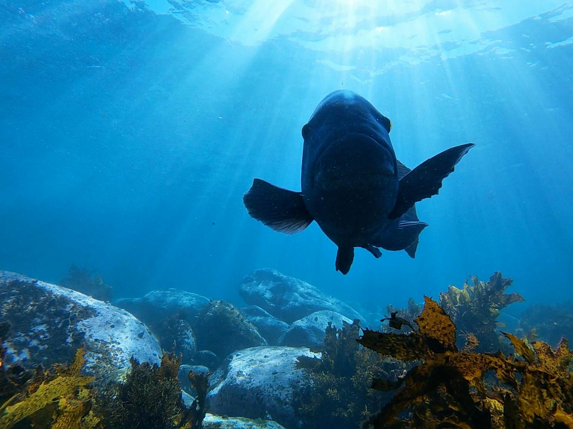 Sydney Underwater Scooter Tours