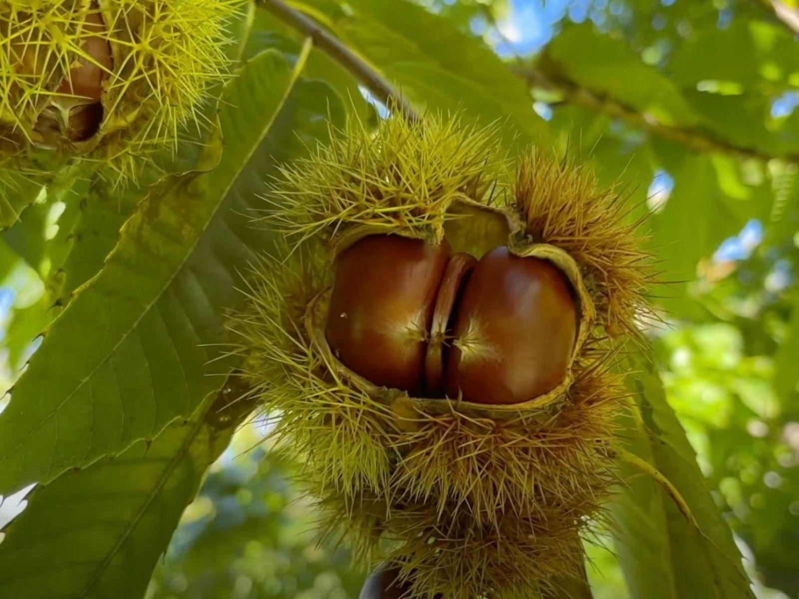 Sassafras Nuts