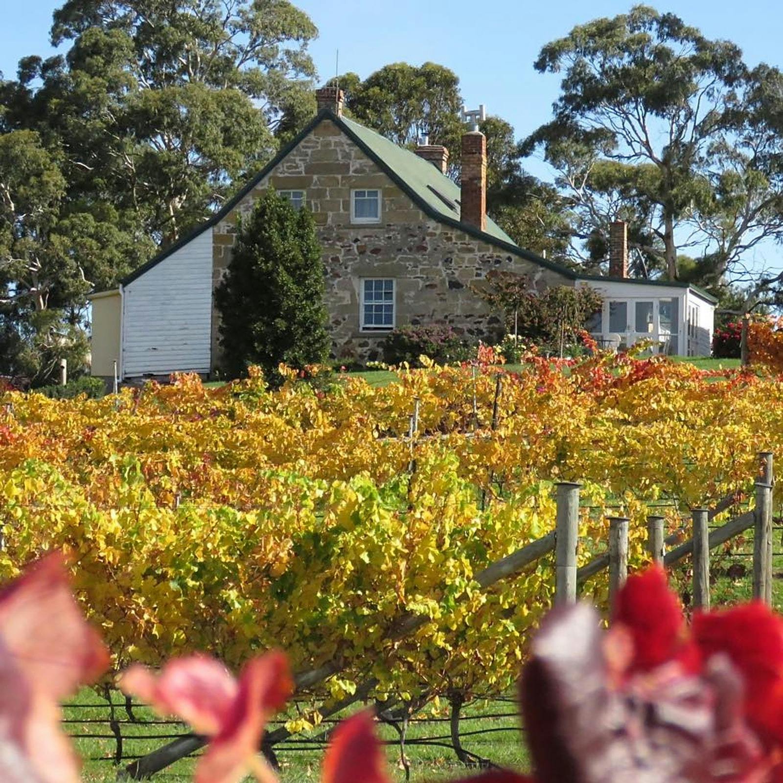 East Coast VIneyard