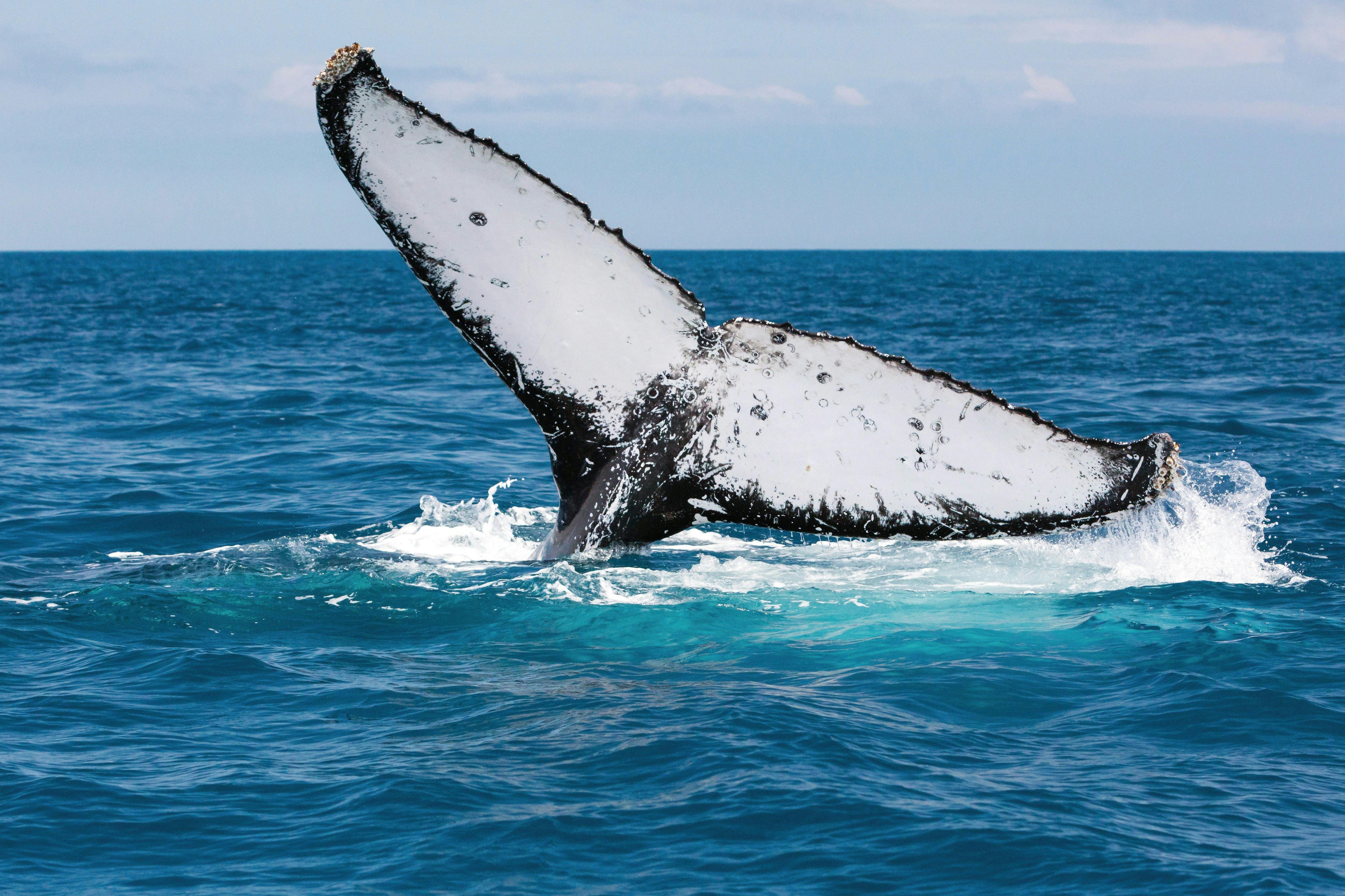 Fraser Island Whale Watch Cruise | Visit Fraser Coast