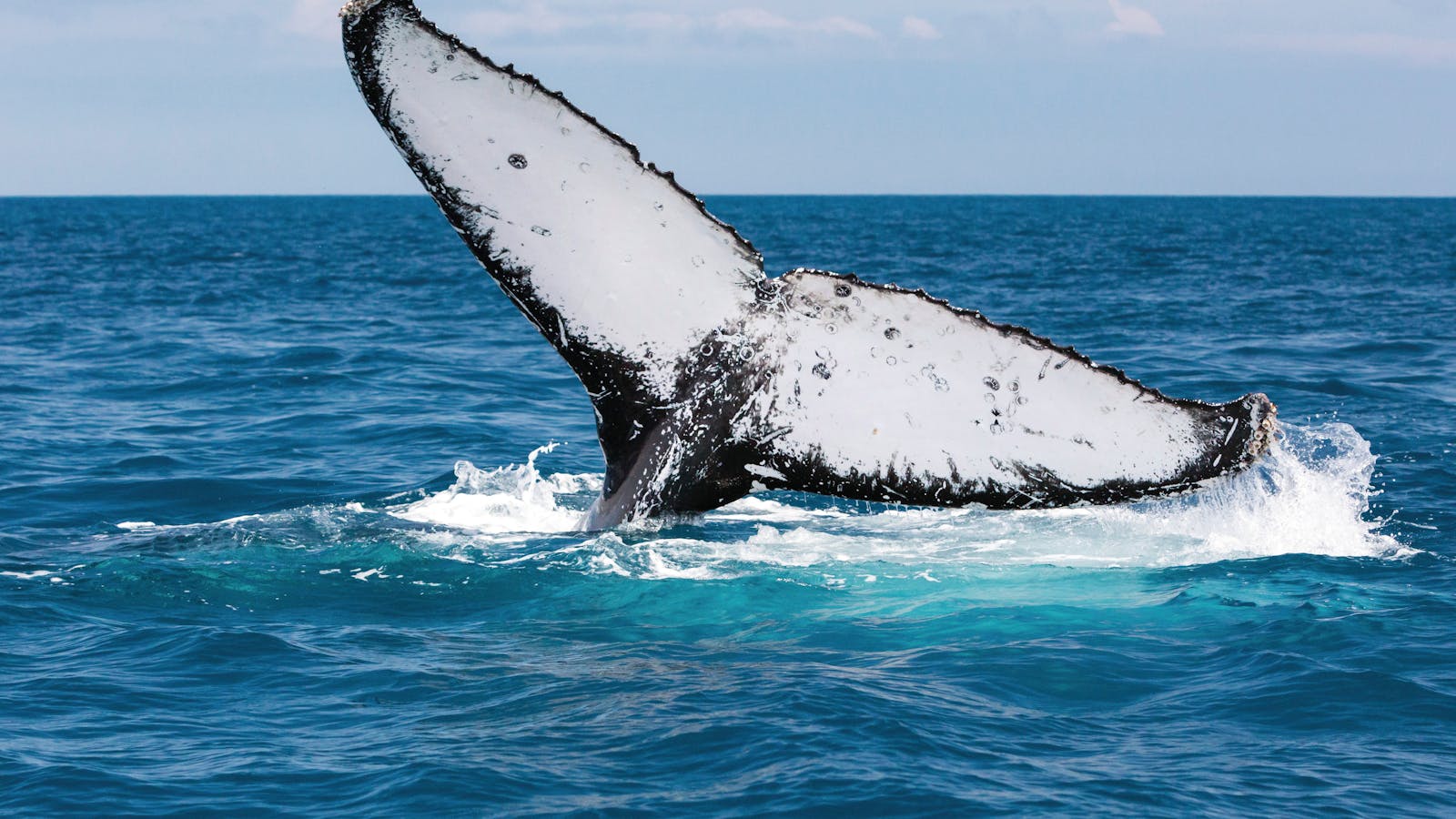 Fraser Island Whale Watch Cruise | Visit Fraser Coast