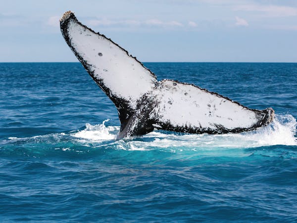 Humpback Whale
