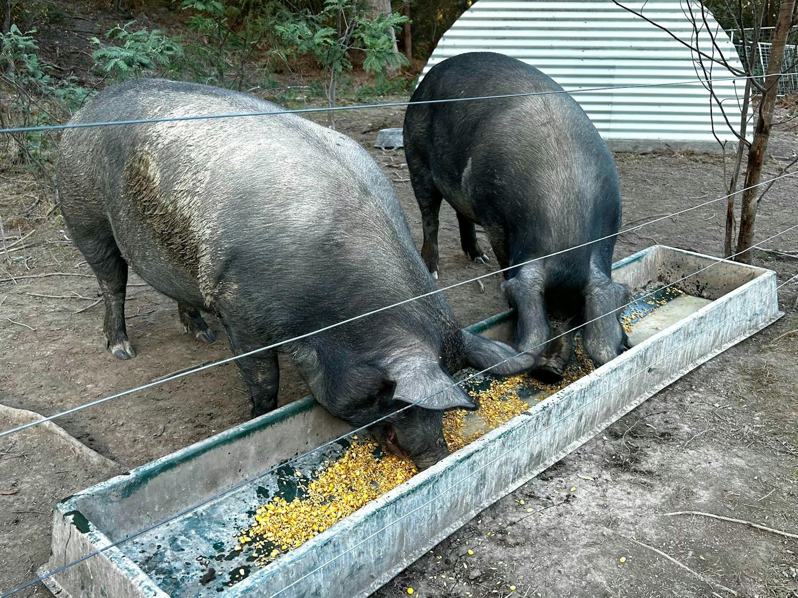 Piggies