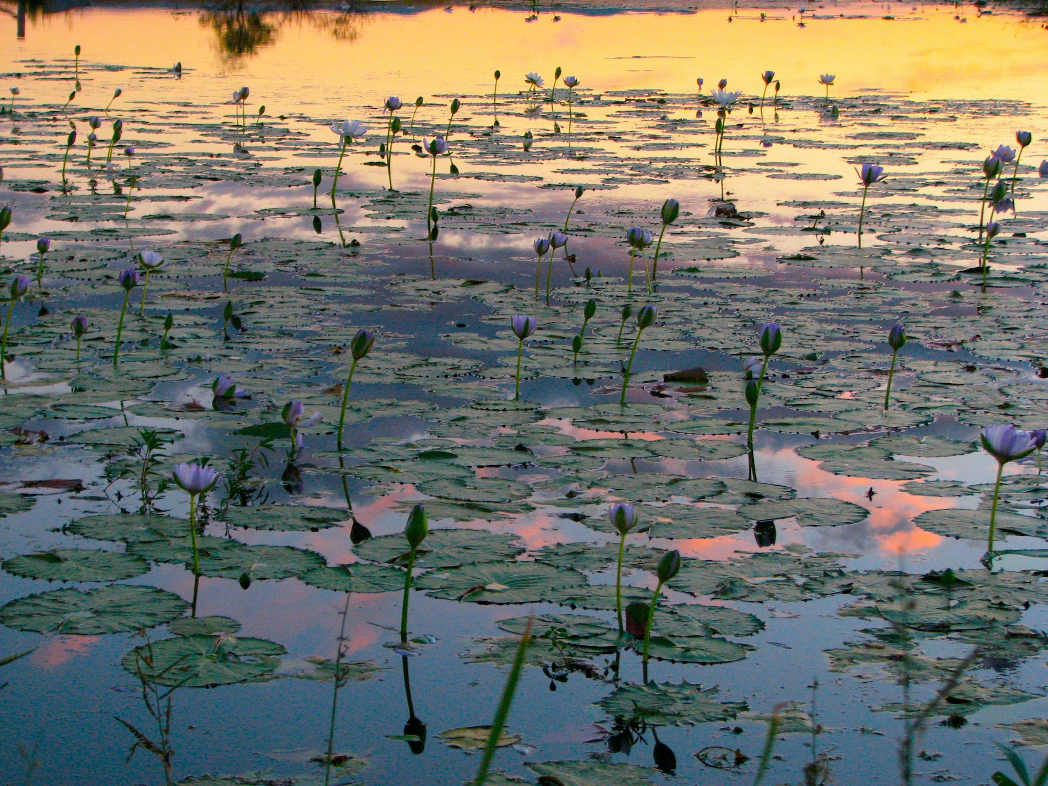 wetlands wetlands