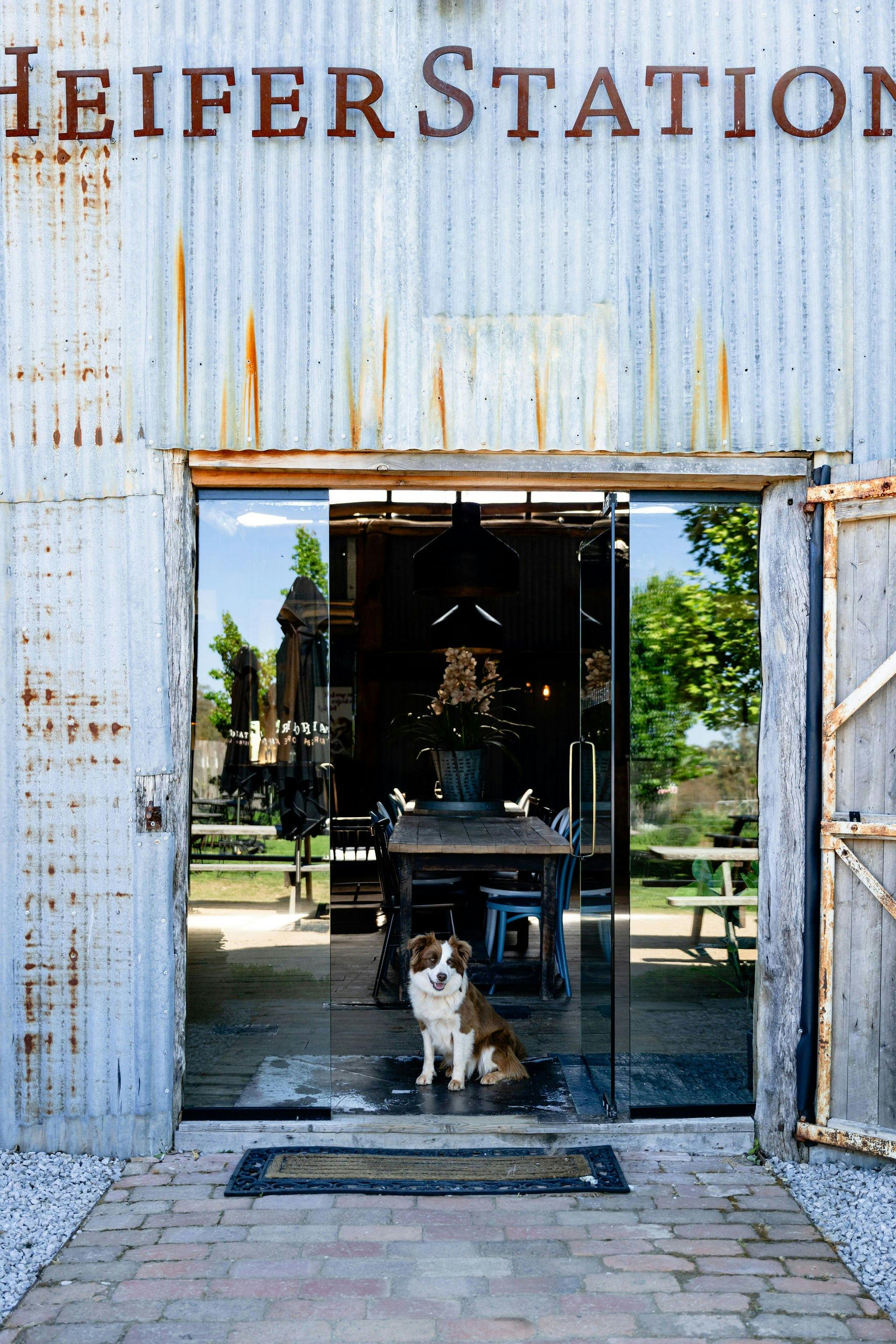 ドギー・ドラァグ・クイーン・デー