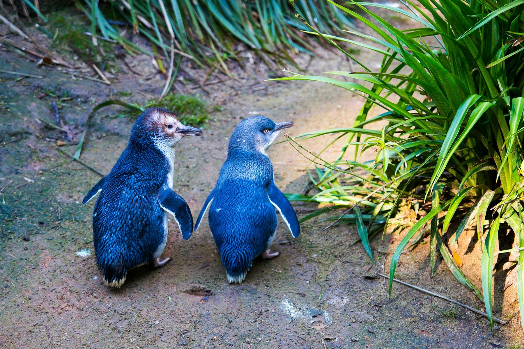 Pair of penguins walking up the beach at Phillip Island, Victoria, Australia