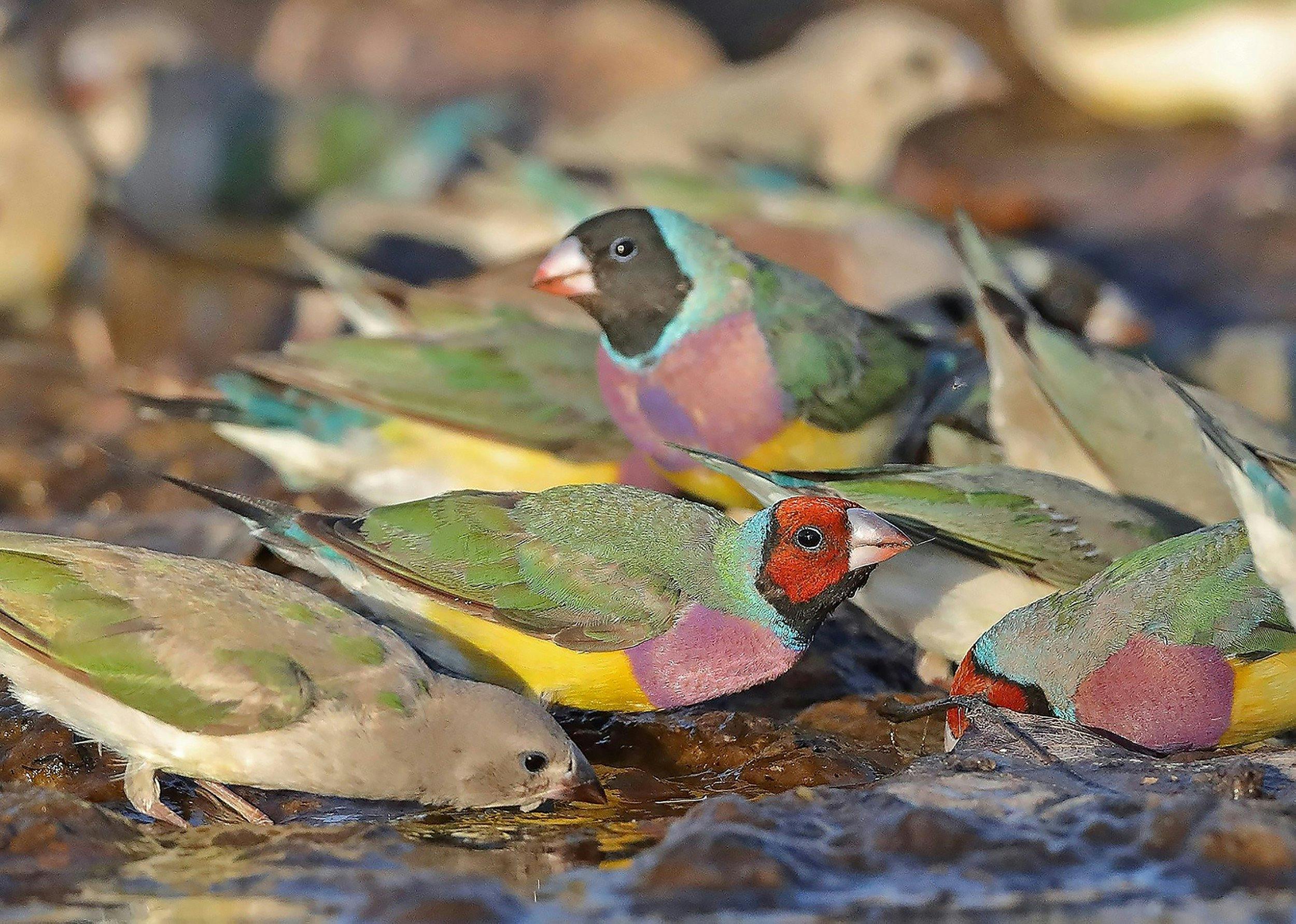 10 Day Ultimate Top End Birdwatching Adventure Tour