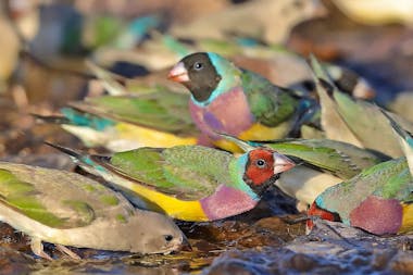 10 Day Ultimate Top End Birdwatching Adventure Tour