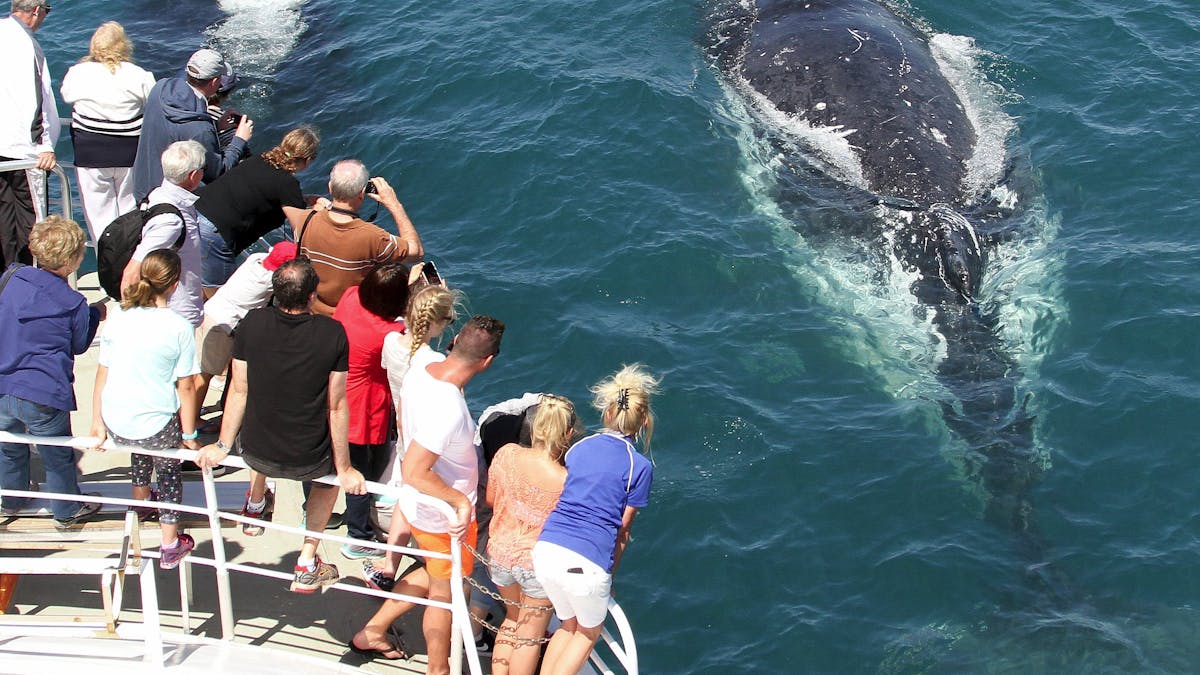 Spirit of Gold Coast Whale Watching