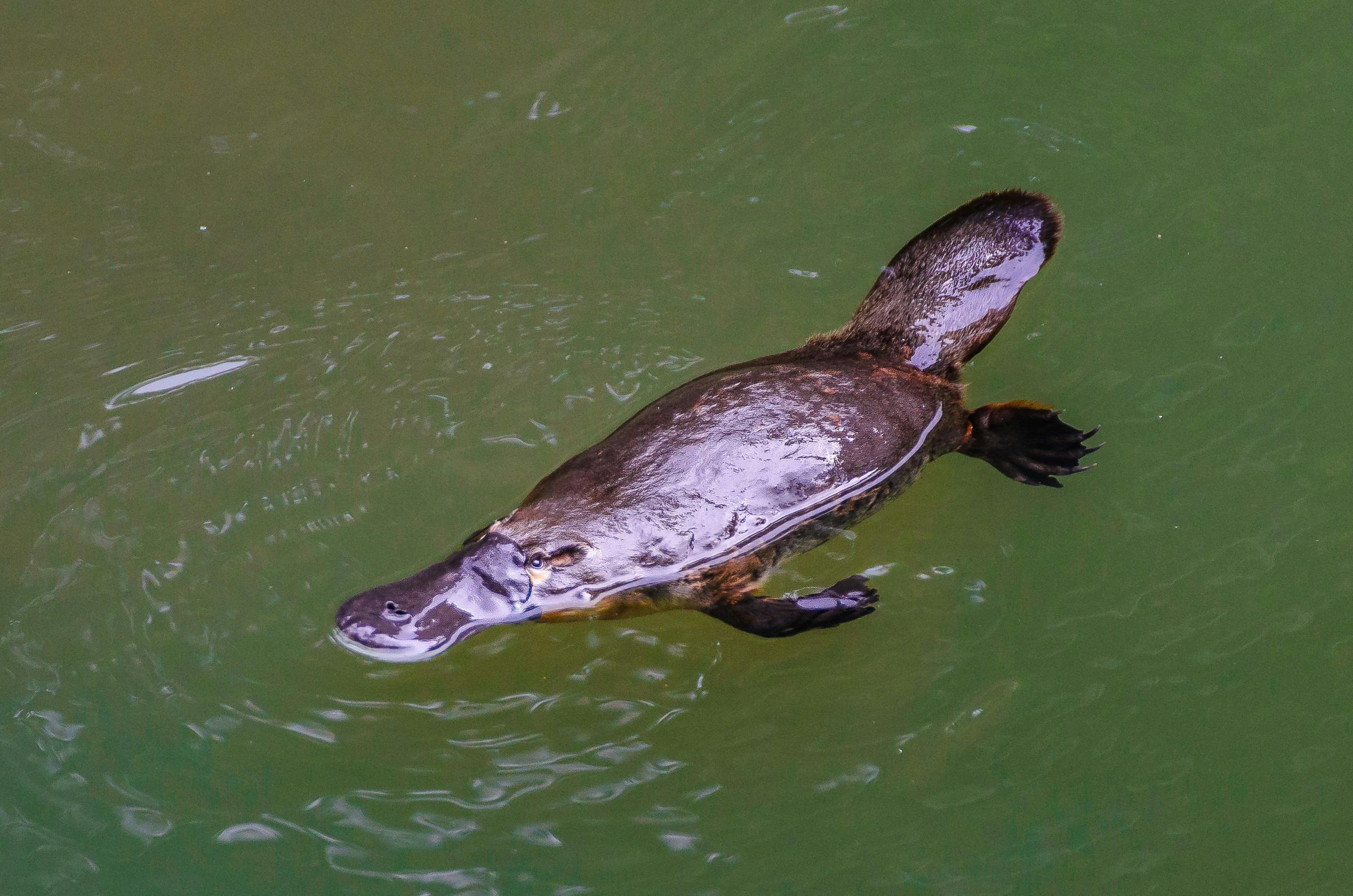 Platypus swimming in creek