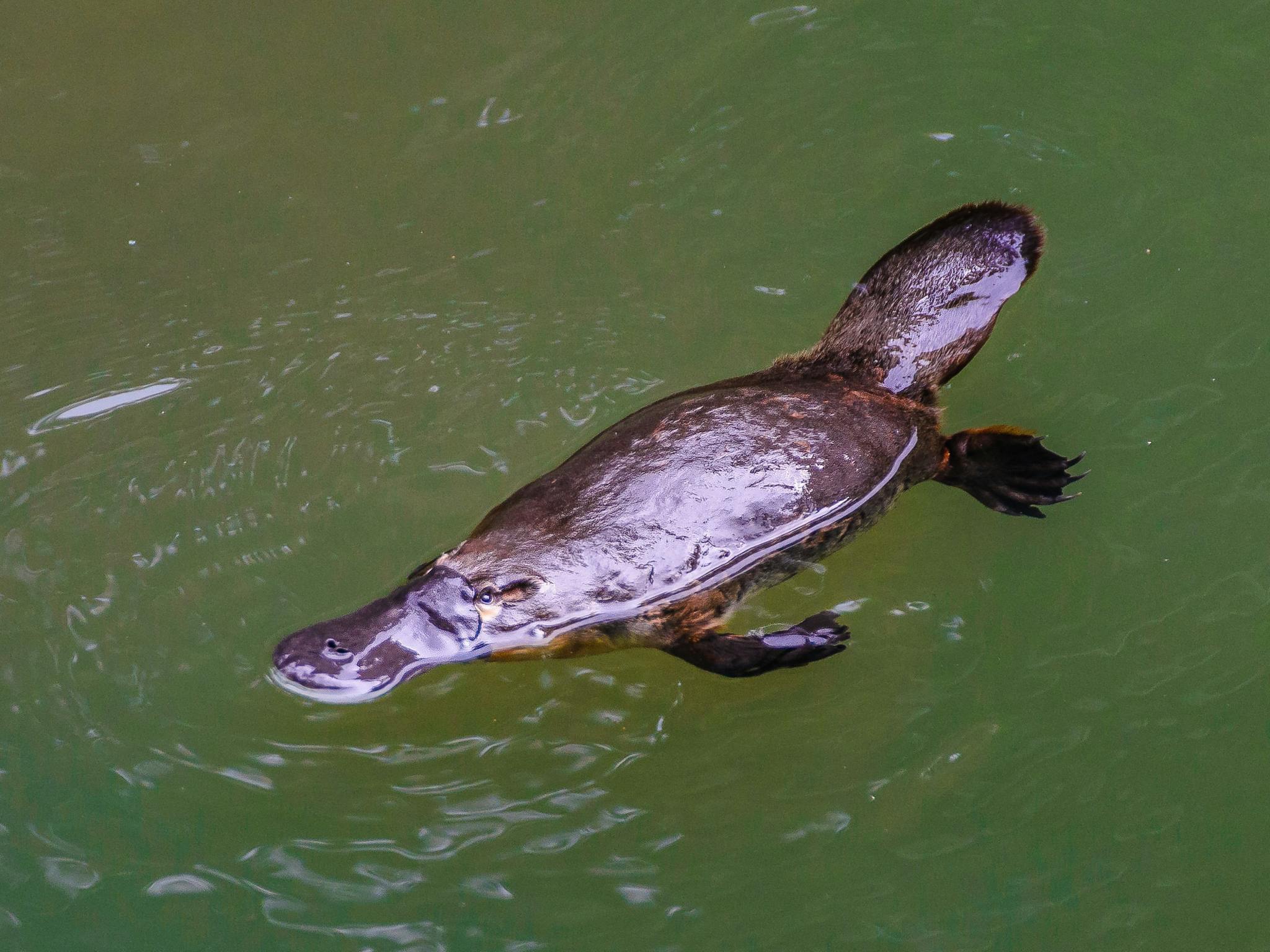 Platypus swimming in creek Platypus swimming in creek