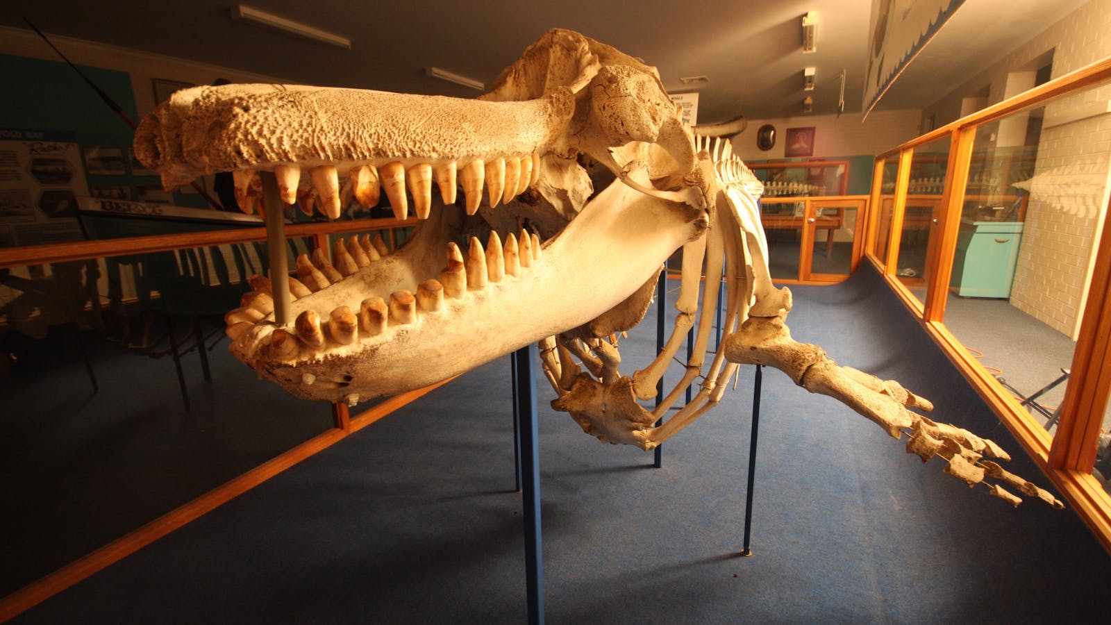 Eden Whale Festival