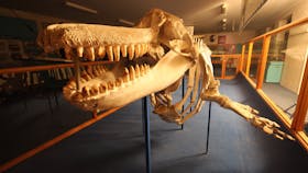 Eden Whale Festival