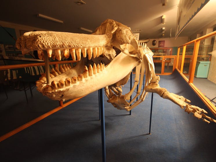 Killer Whale skeleton in a museum