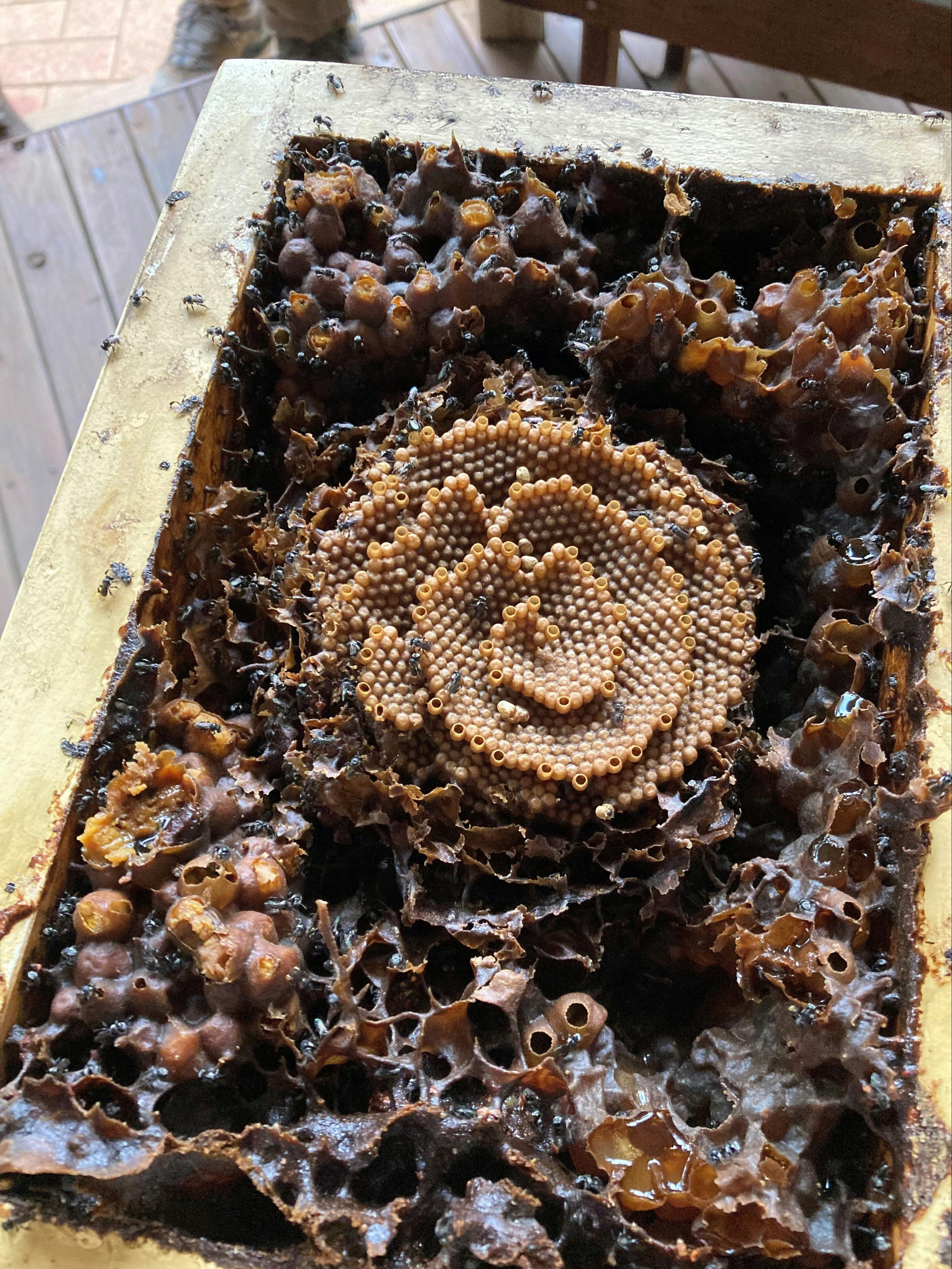 Inside a native bee hive showing the brood, and honey pots