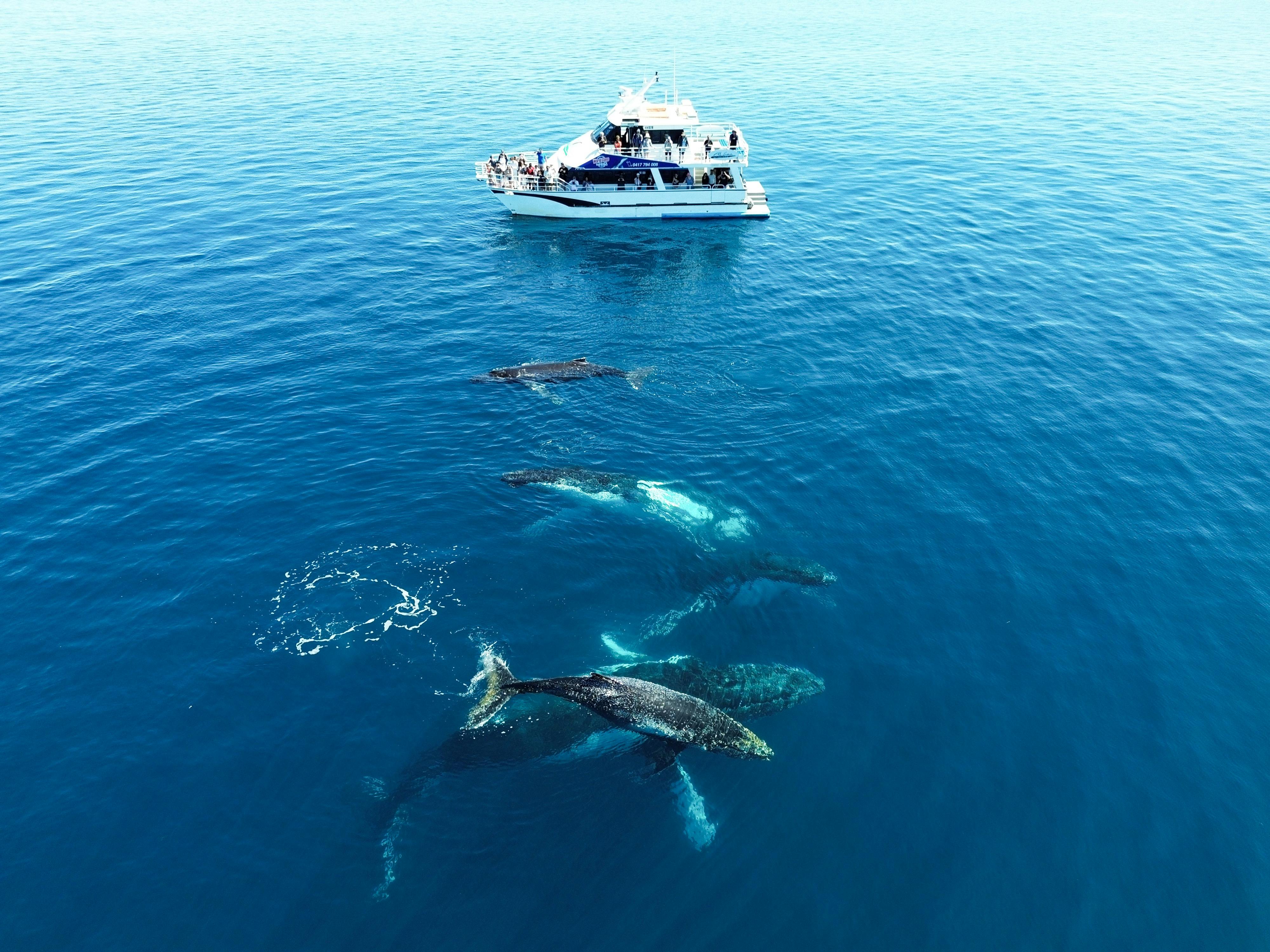 Augusta Whale Watching