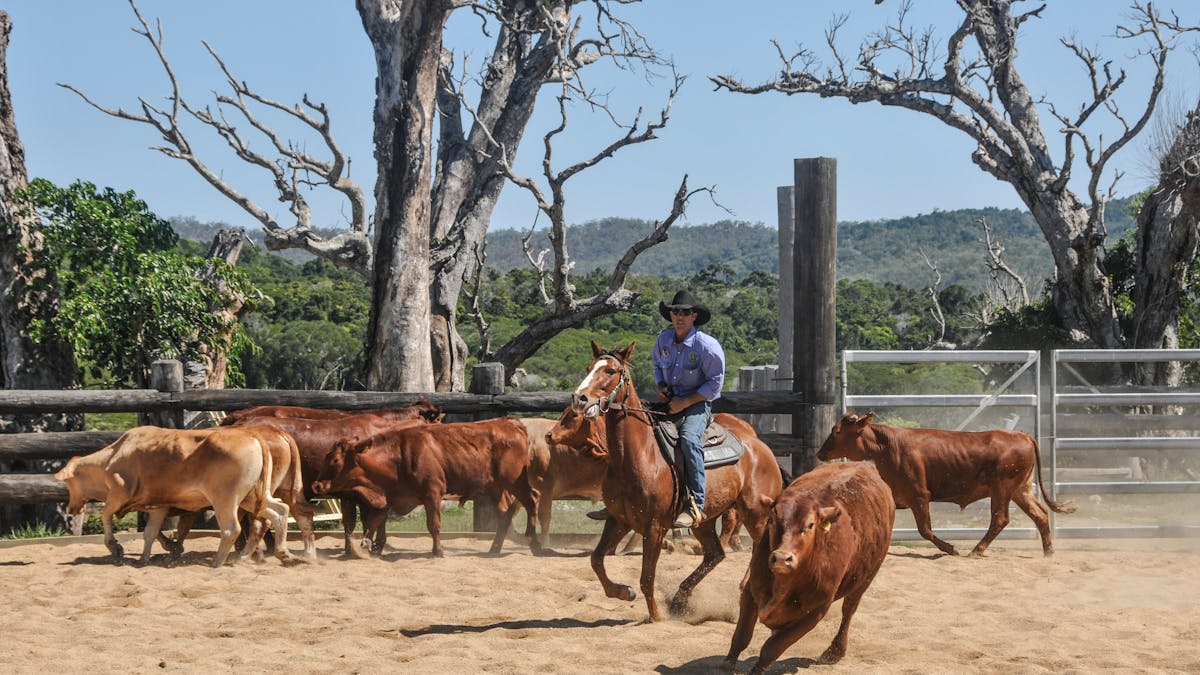 cattle show