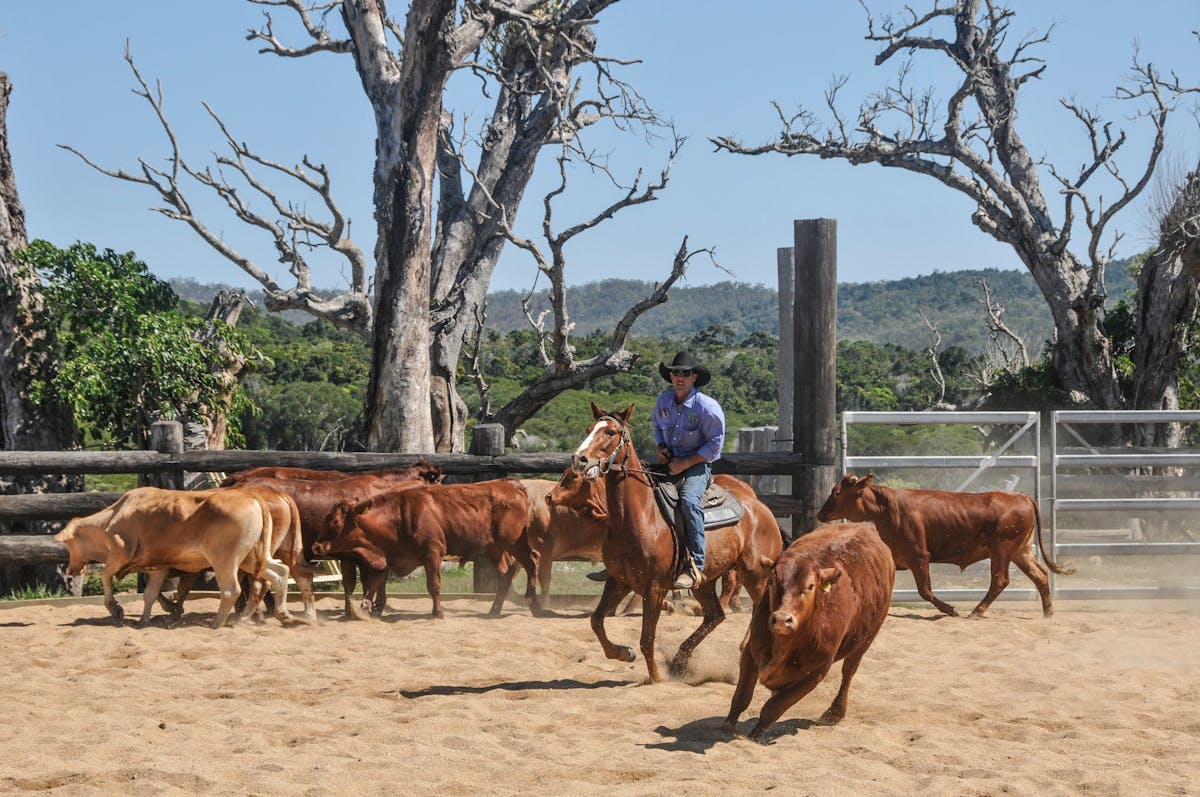 cattle show