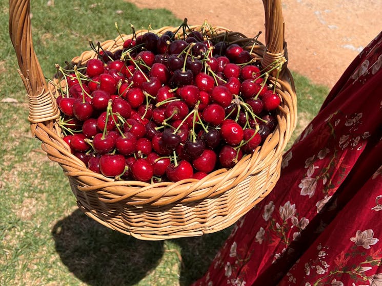 Cane basket full of cherries picked by customer