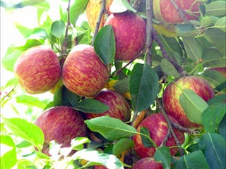 Payne's Orchards