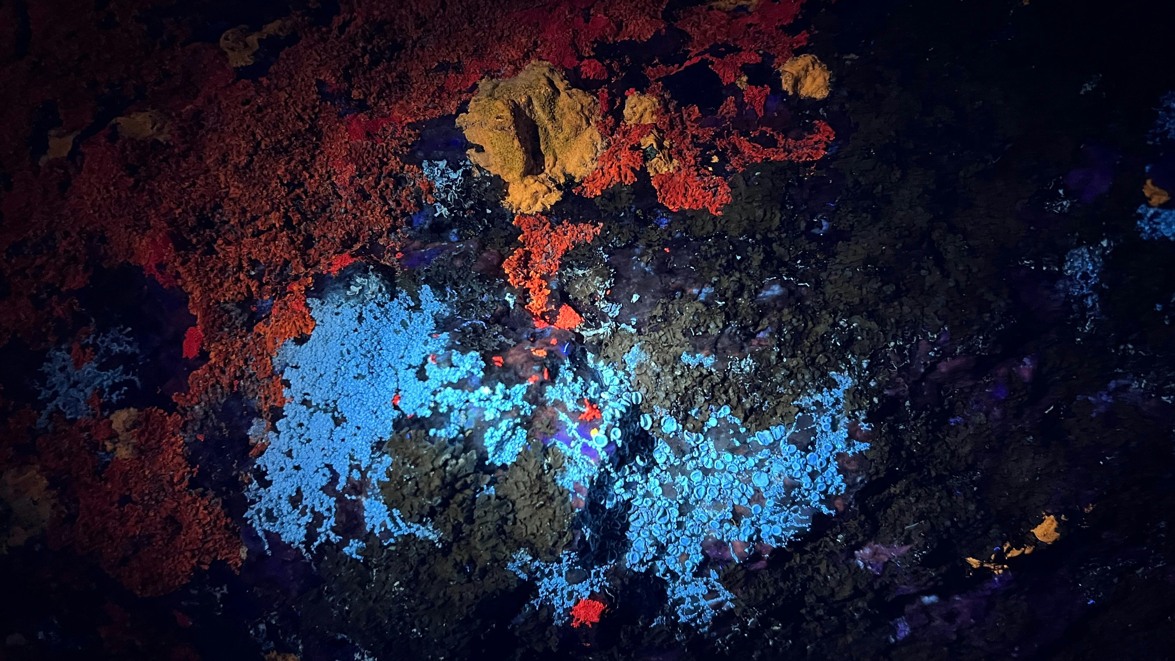 Lichens on a rock glowing in different colours