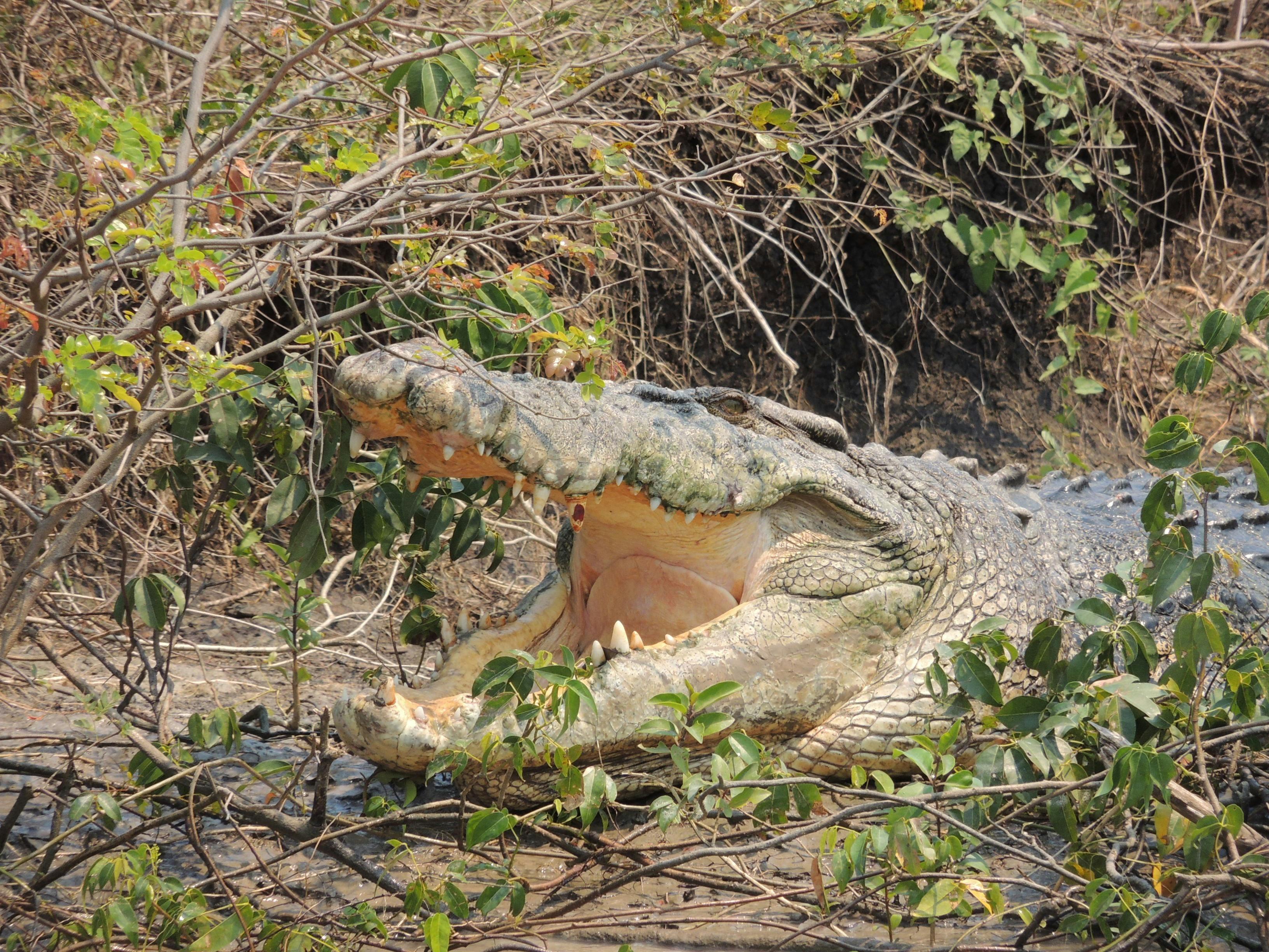 Saltwater Croc - photographed on the Adelaide River NT