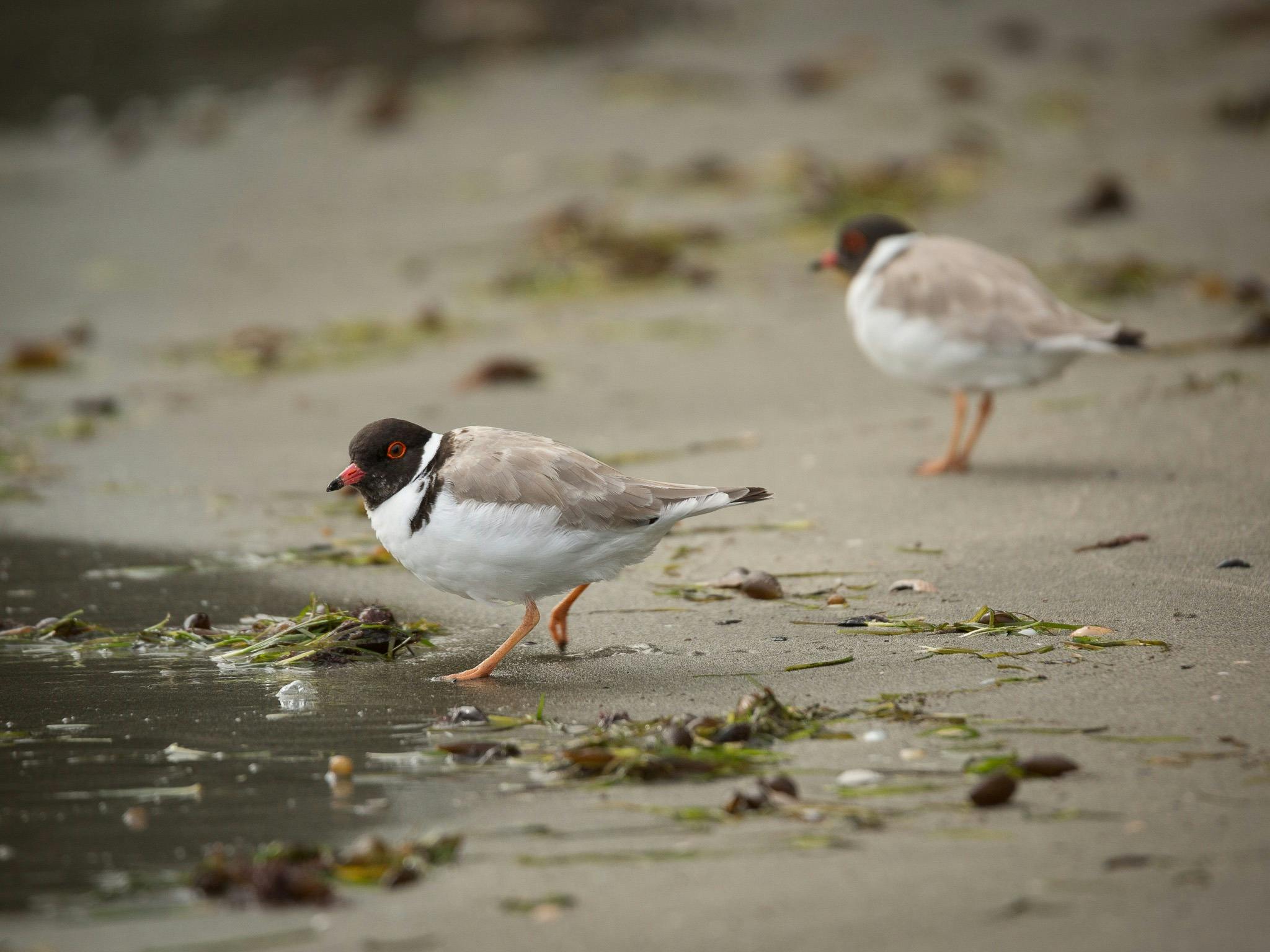 Two hooded plovers on shoreline at Bruny Island
