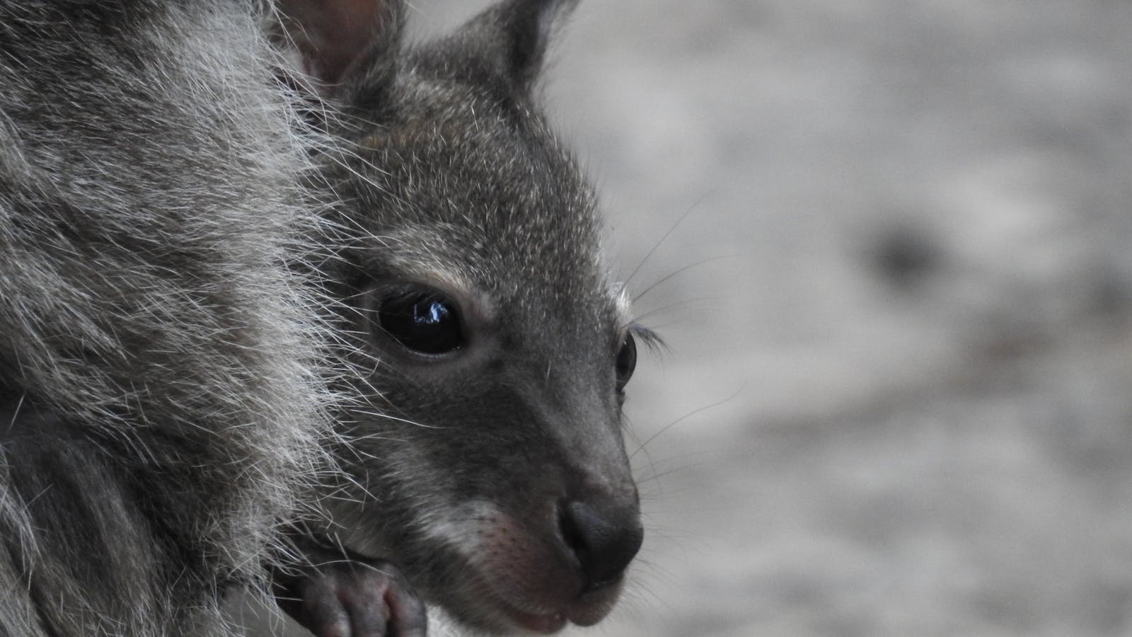 Bennetts Wallaby Joey