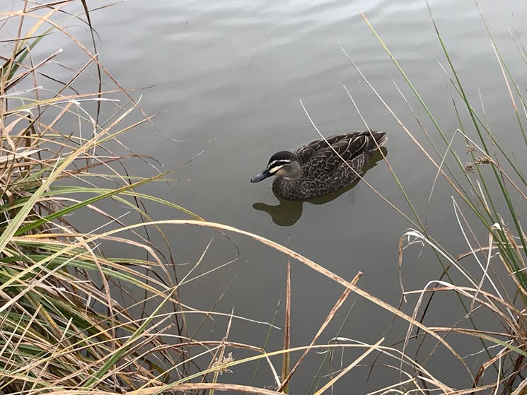 Pacific Black Duck at Kiamma Creek