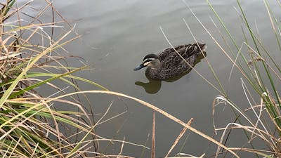 Pacific Black Duck at Kiamma Creek