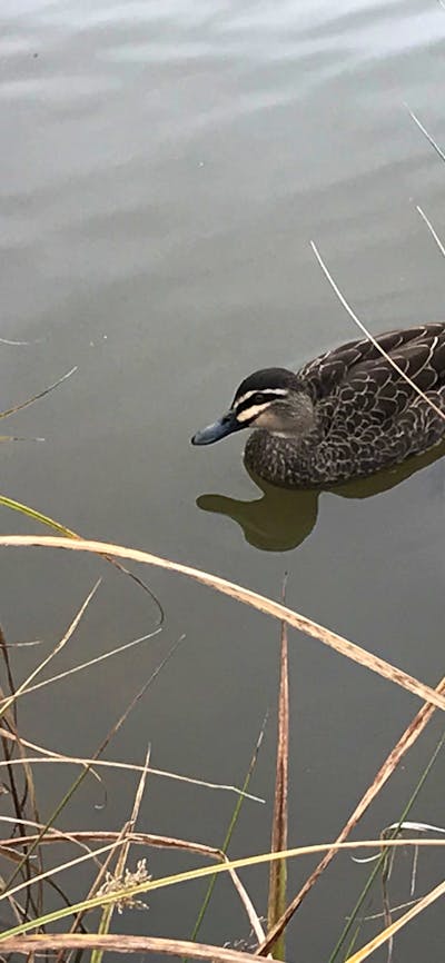 Pacific Black Duck at Kiamma Creek