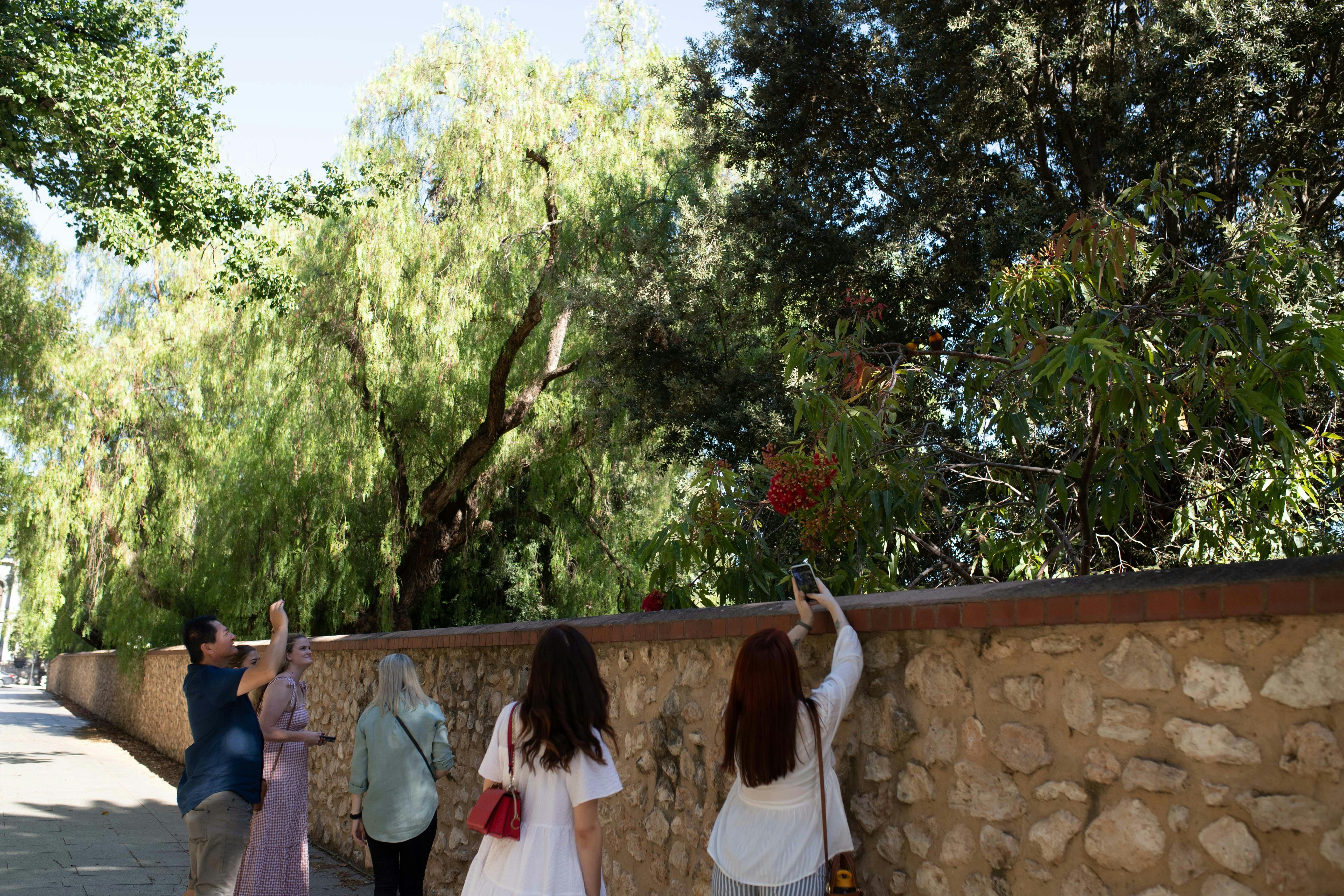 Travellers take photos of native birds in nearby trees along North Terrace, Adelaide.