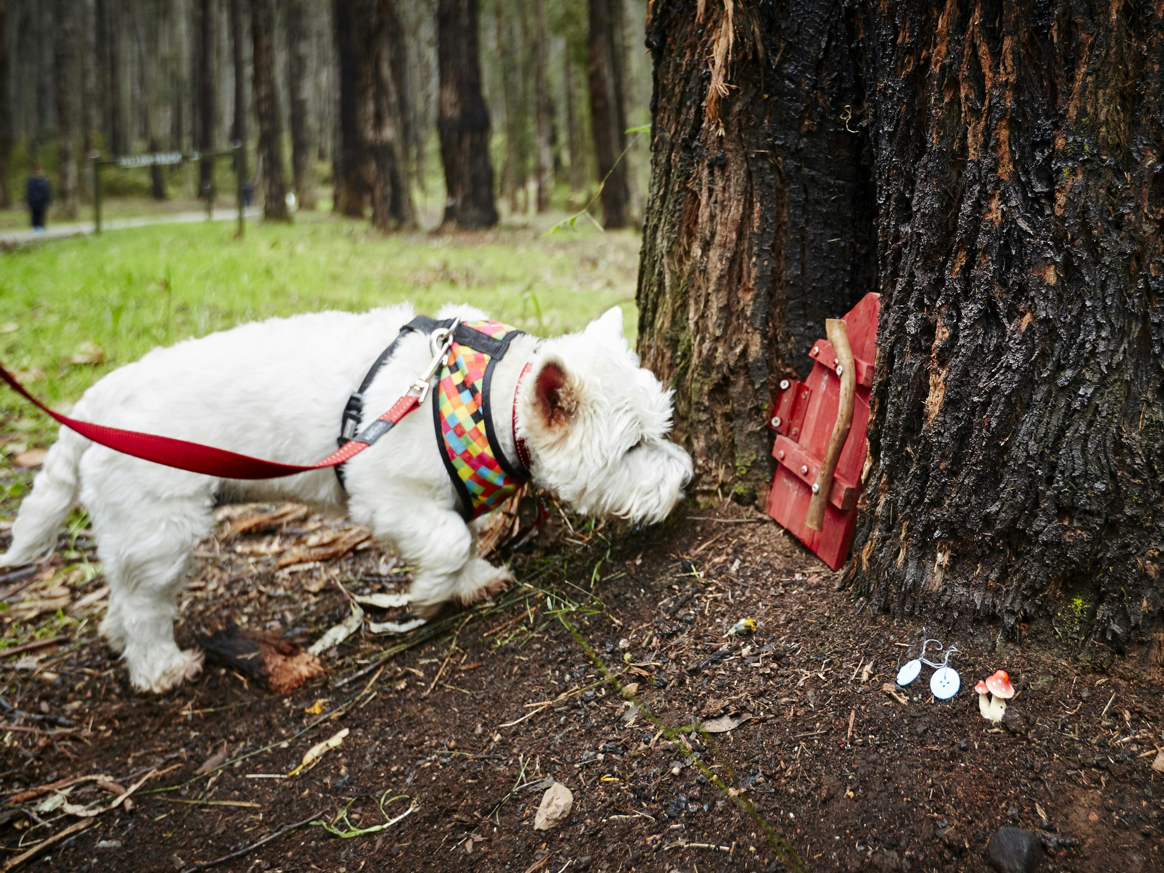 Doggy Picnic Adventures