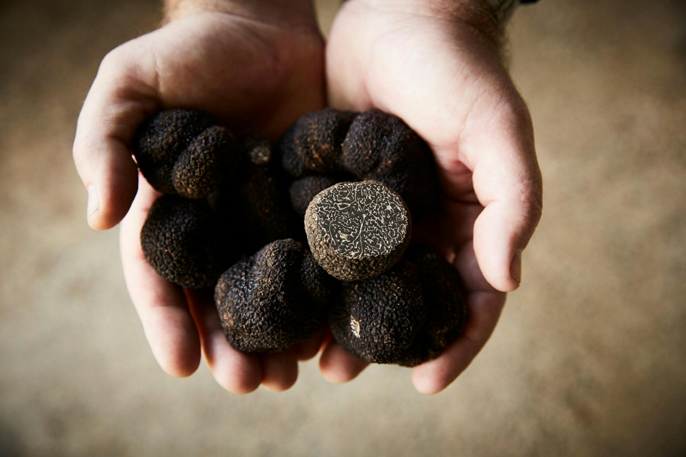 Manjimup truffles, Western Australia