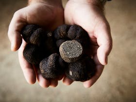 Manjimup truffles, Western Australia