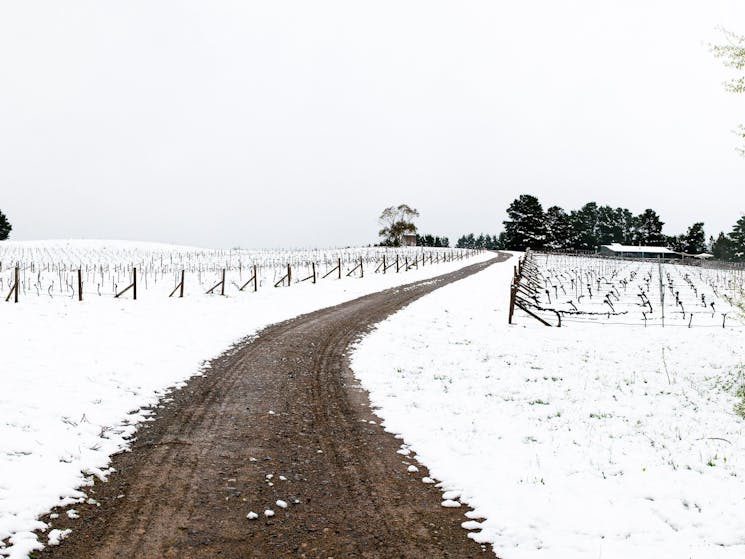 Photo of the snow-covered Lark Hill Vineyard