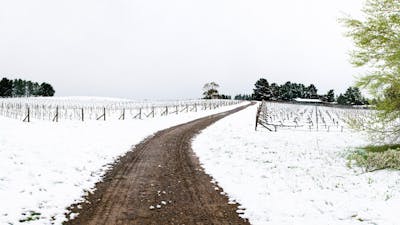 Photo of the snow-covered Lark Hill Vineyard