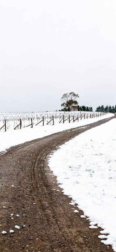 Photo of the snow-covered Lark Hill Vineyard